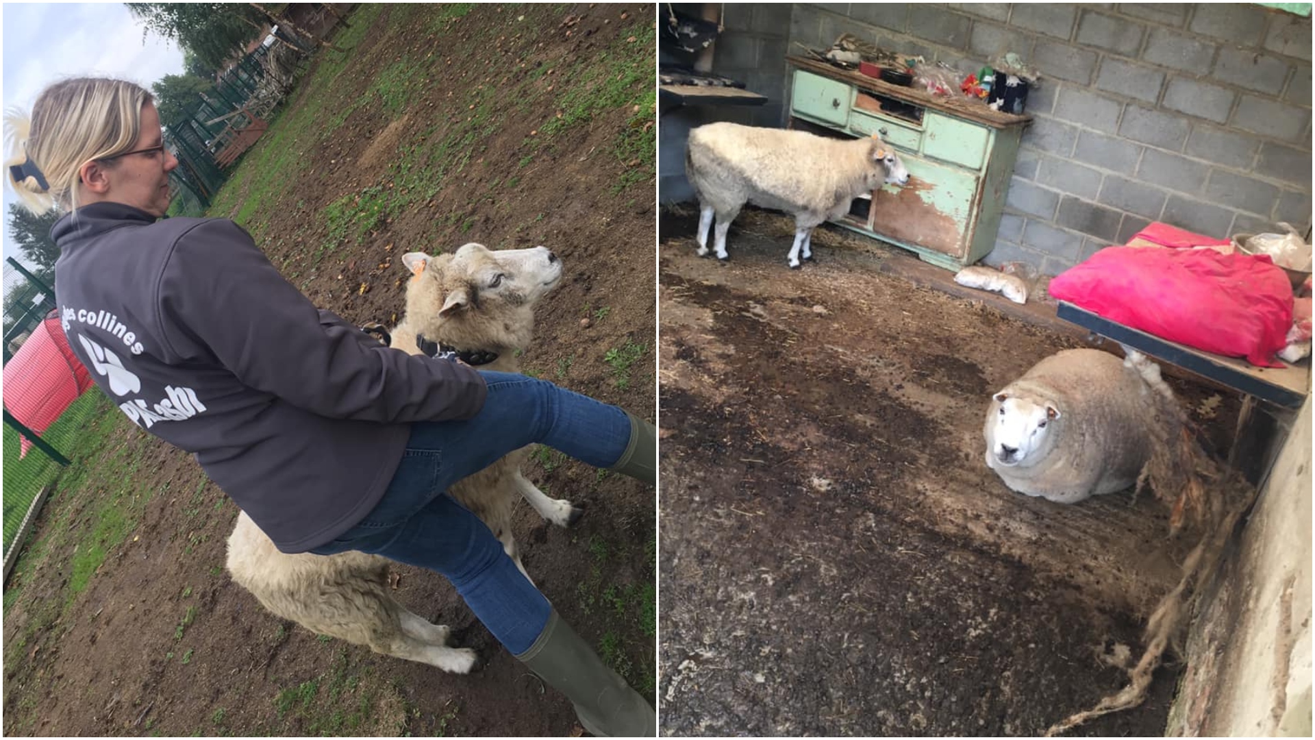 15 chats et 2 moutons saisis à Frasnes