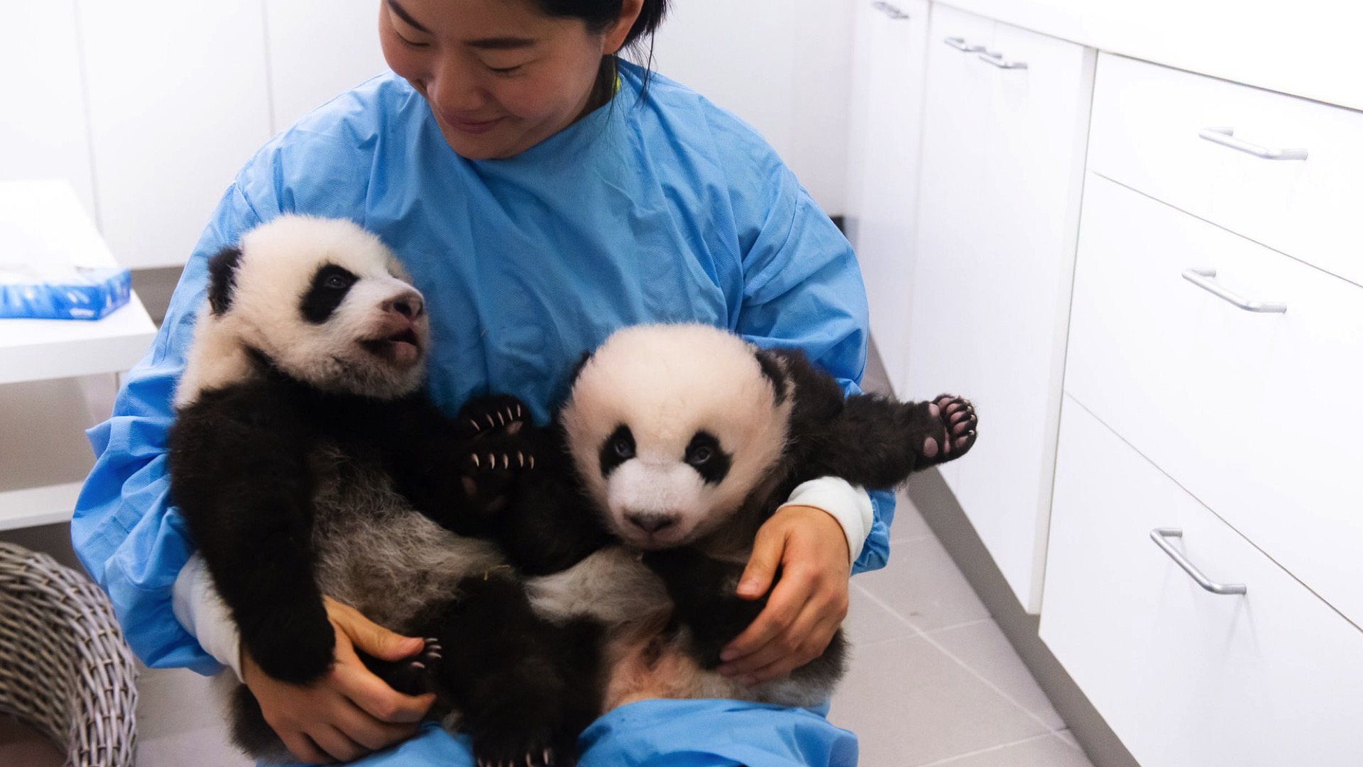 Pairi Daiza : voici les noms des jumeaux pandas