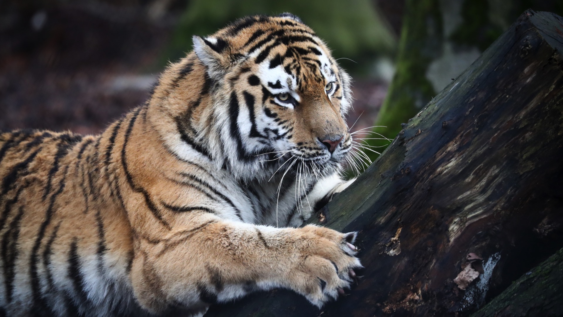 Pairi Daiza double son offre de séjours en immersion près des territoires des animaux