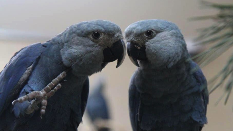 Pairi Daiza: trois aras de Spix seront bientôt relâchés dans la nature au Brésil