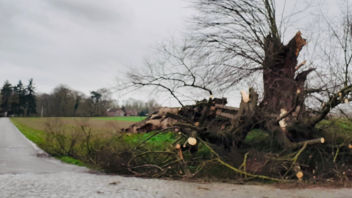 Braffe : le gros tilleul, symbole du village, à nouveau malmené par la tempête