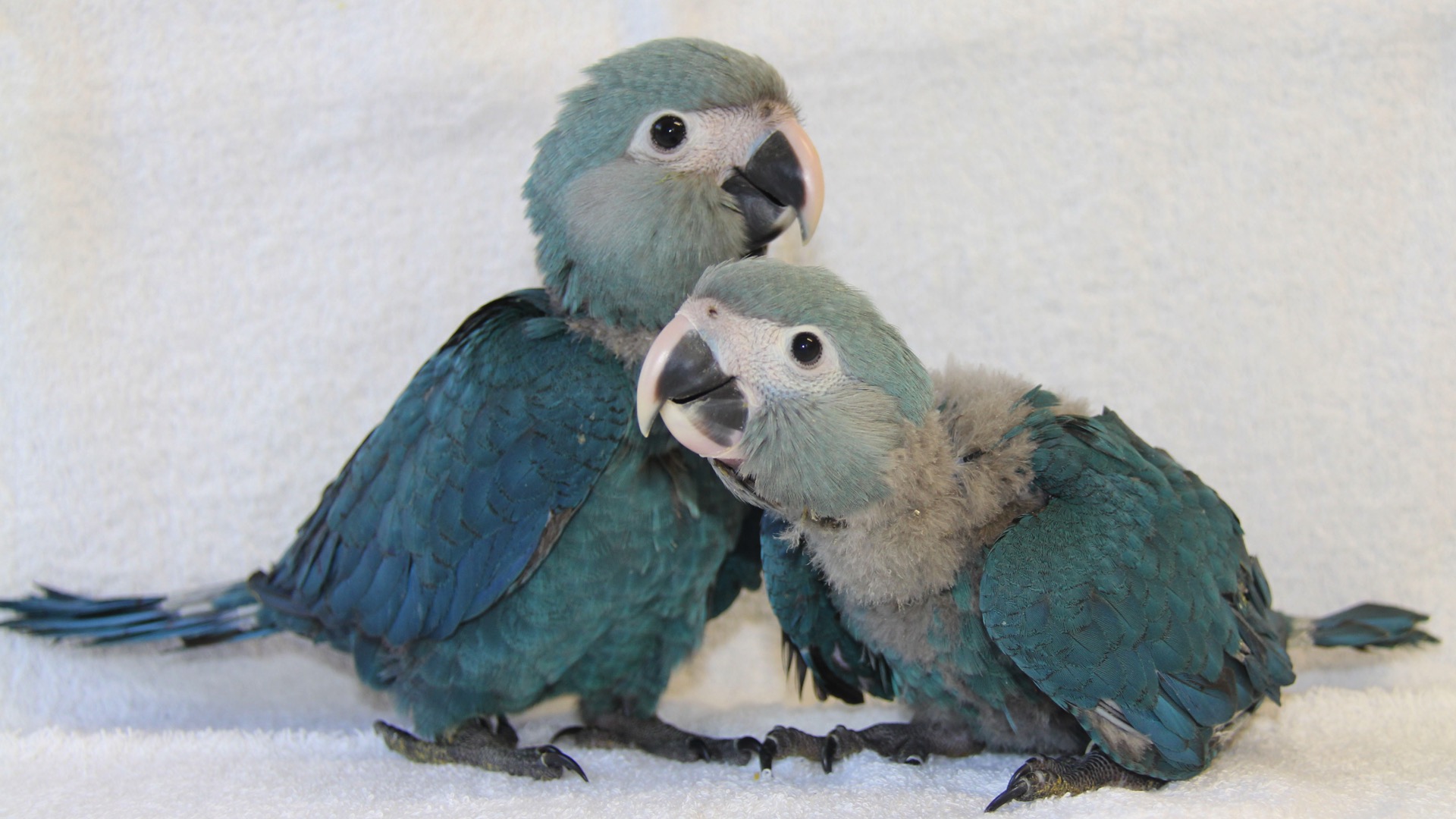 Pairi Daiza : trois Aras de Spix ont décollé de Berlin pour retrouver la nature brésilienne