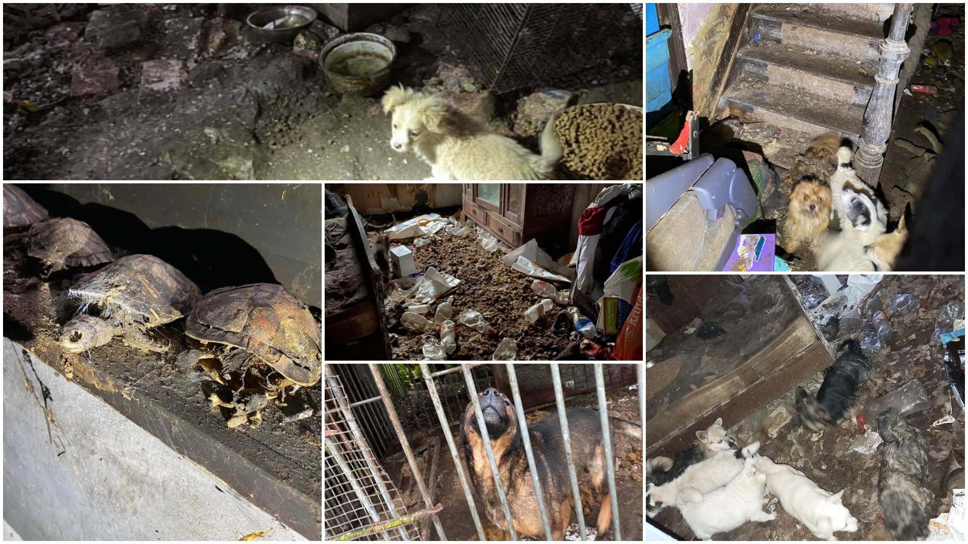 Maltraitance animale : 13 chiens et 3 tortues d’eau saisis dans une maison insalubre à Lessines