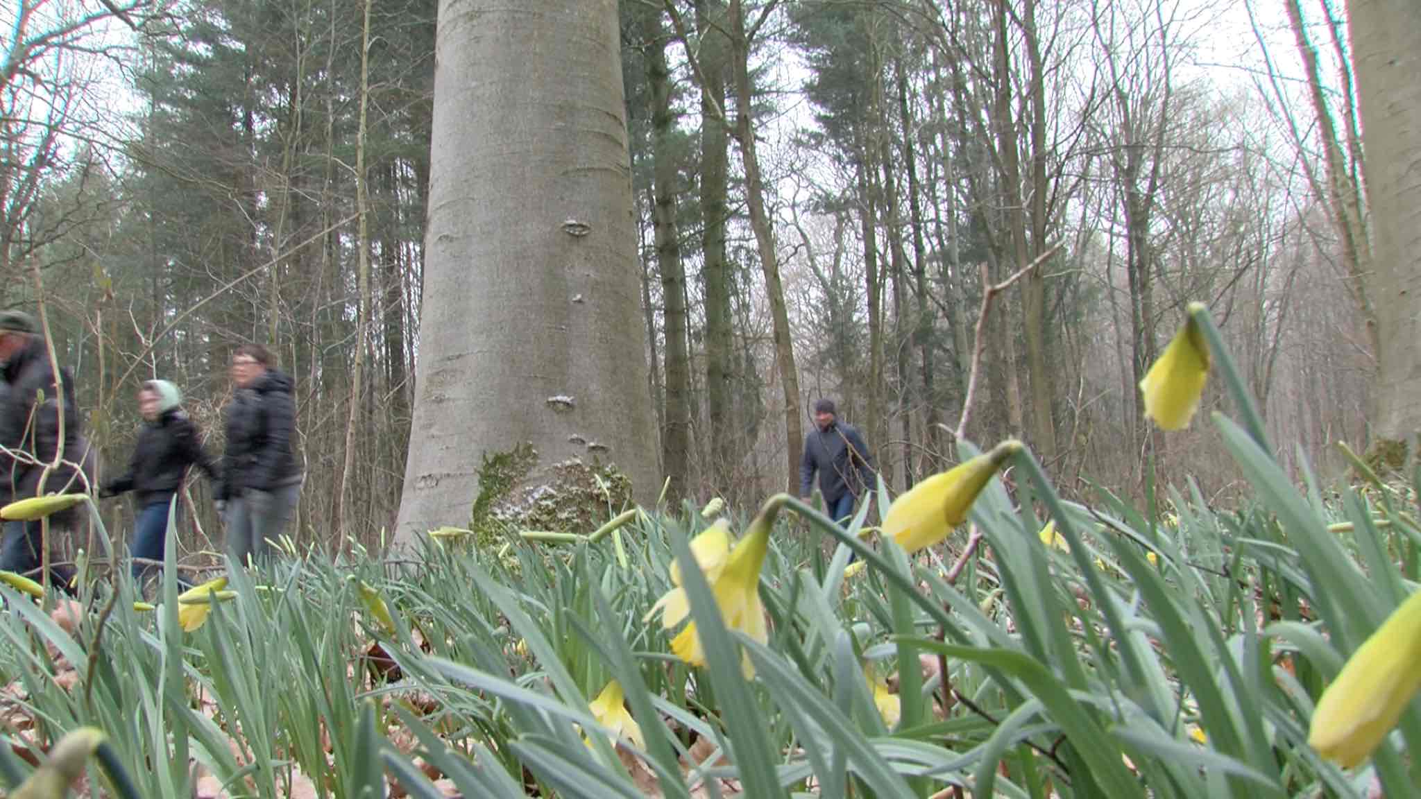 Coronavirus : la Marche des Jonquilles est annulée