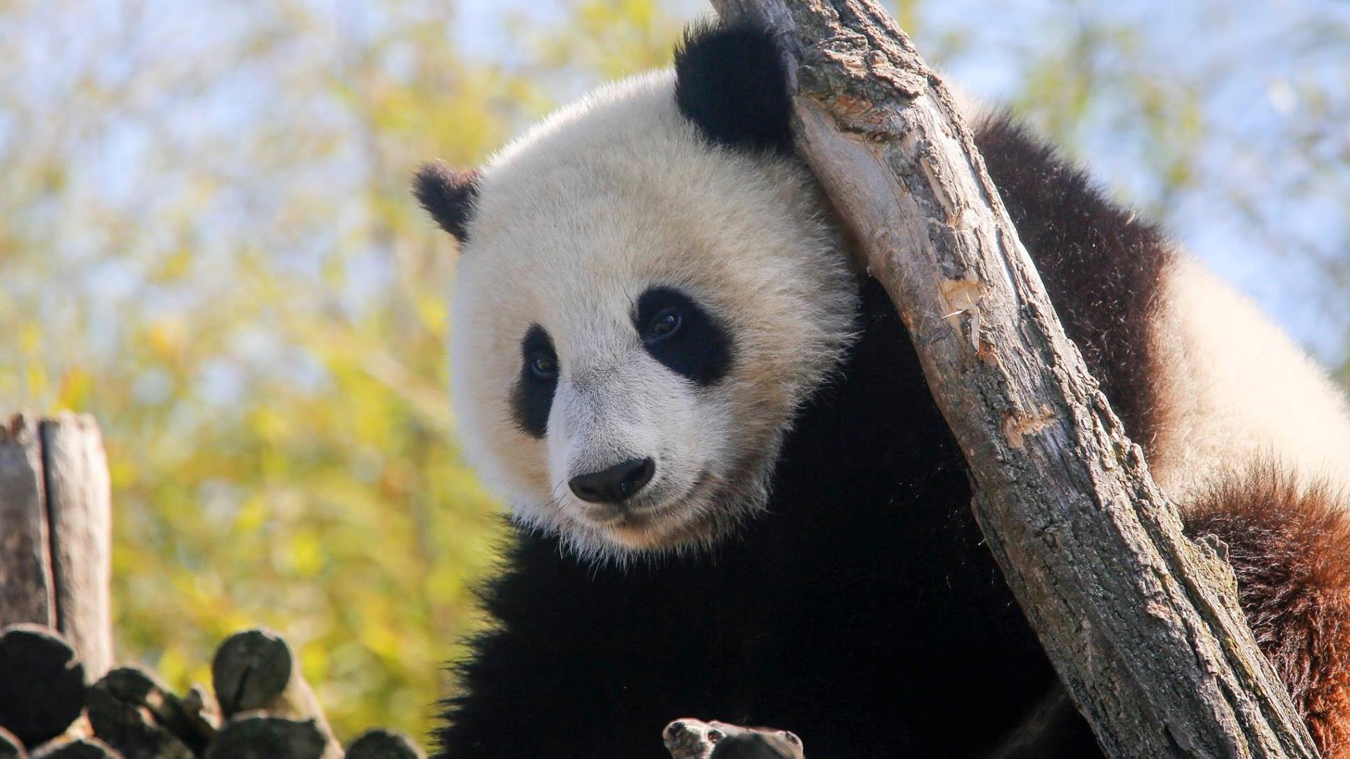 Coronavirus : Pairi Daiza repousse l'ouverture de sa saison