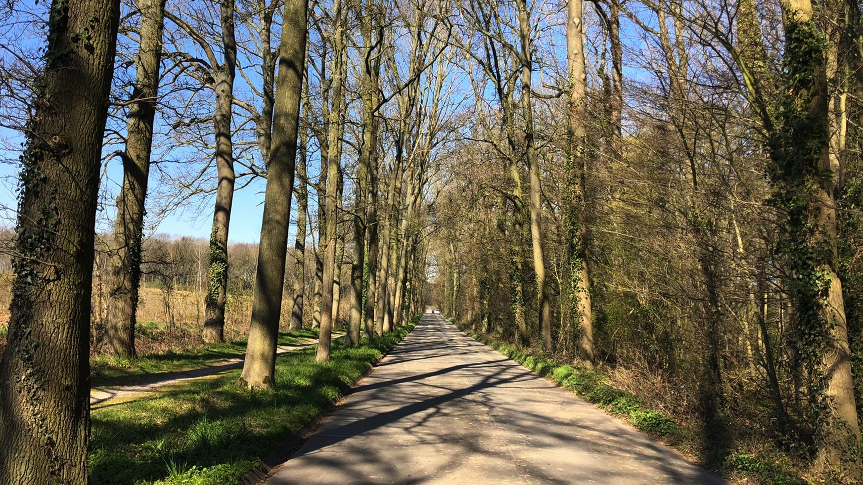 Drève du château d’Anvaing : 89 frênes malades devront être abattus