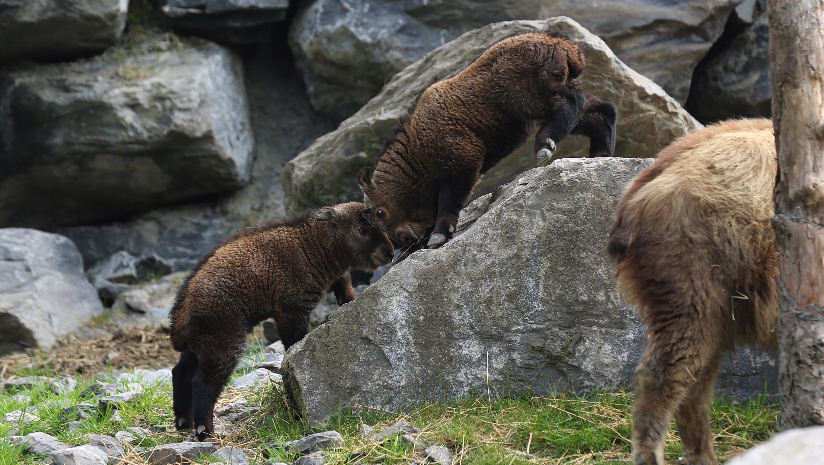Deux takins dorés, animaux menacés et emblématiques de Chine, sont nés à Pairi Daiza