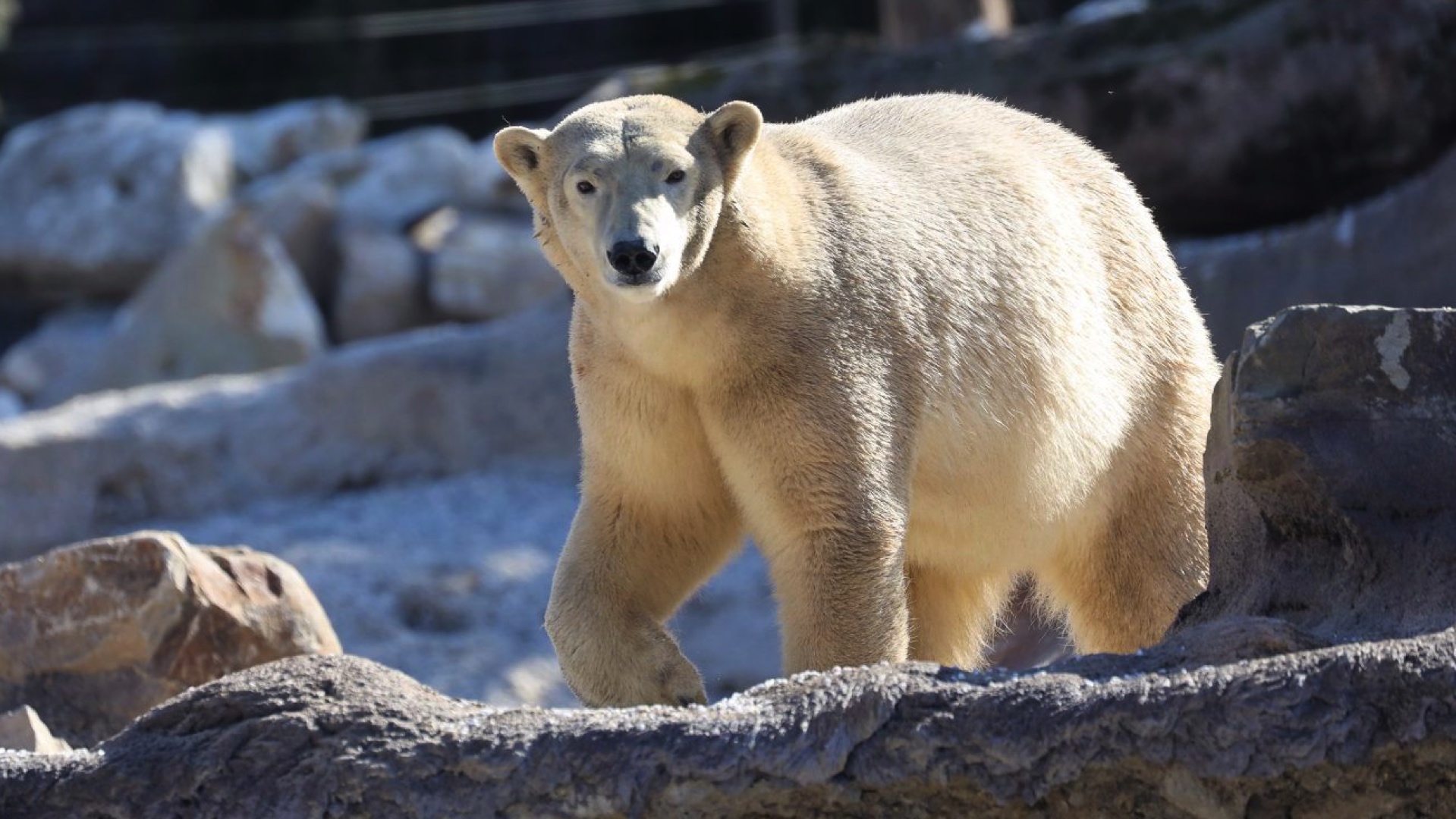 Une réouverture progressive de Pairi Daiza le 18 mai