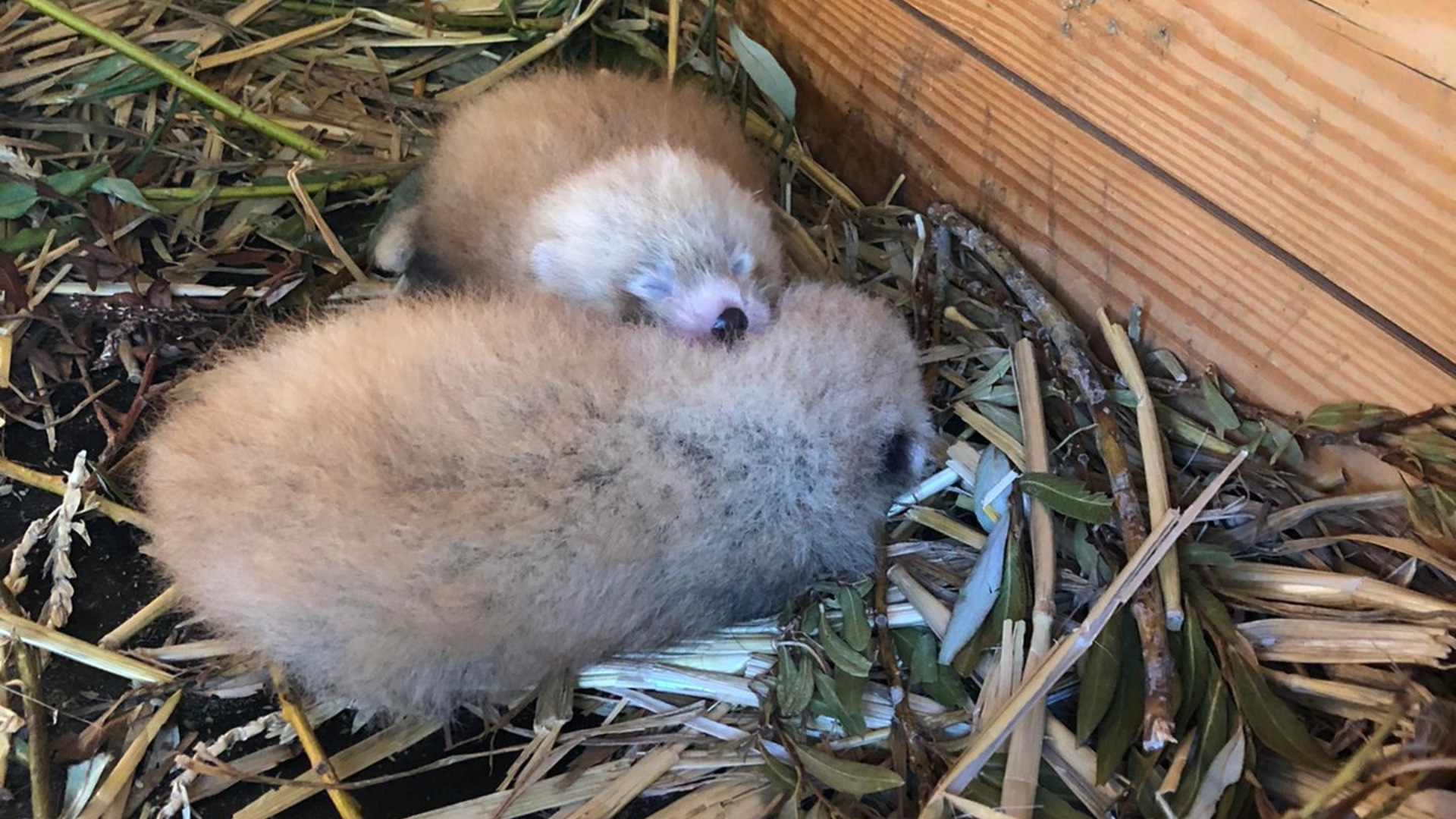 Carnet rose à Pari Daiza : naissance de deux pandas roux