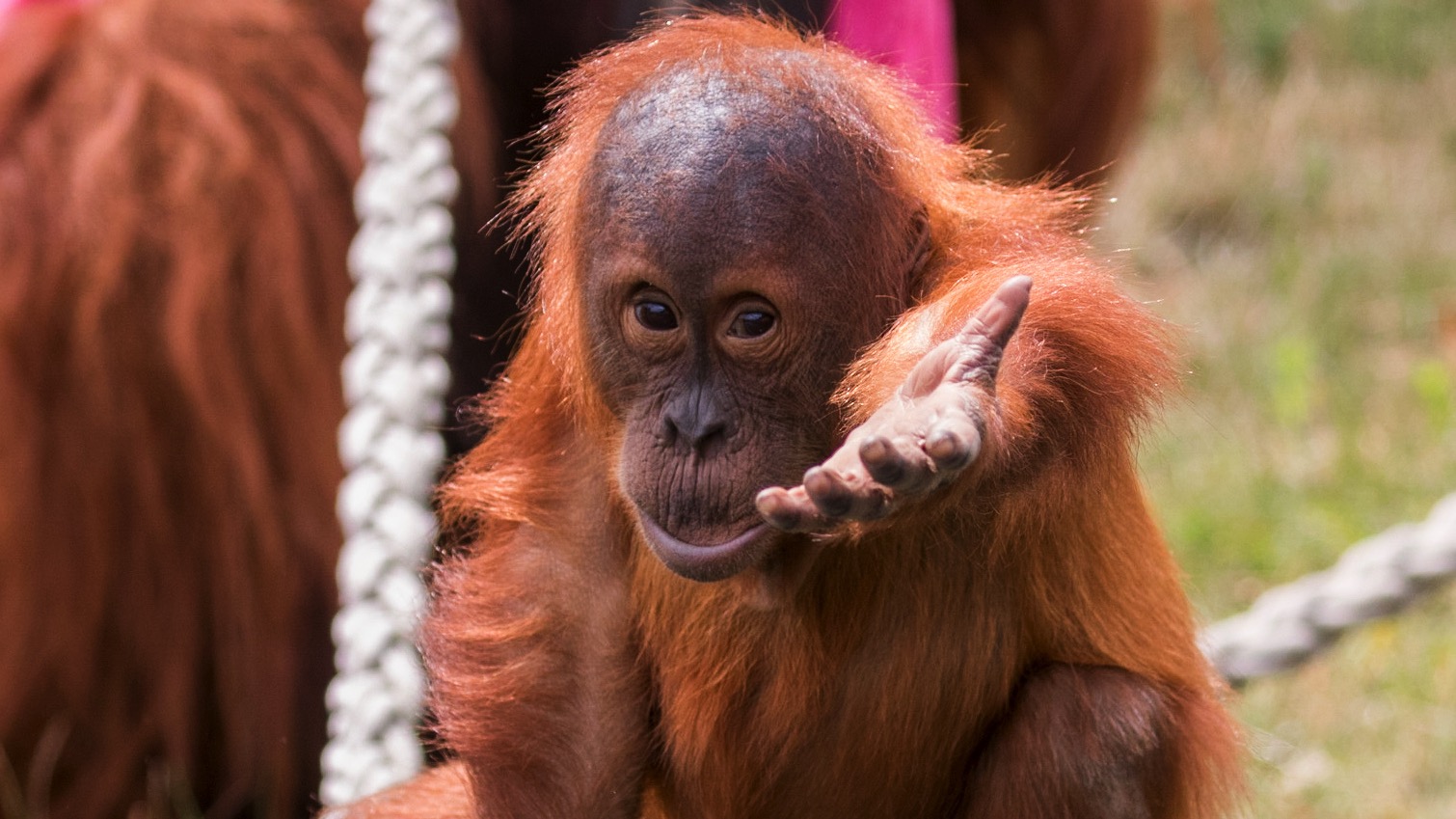 Un sixième orang-outan à Pairi Daiza ? Le parc s'apprête à vivre une nouvelle naissance
