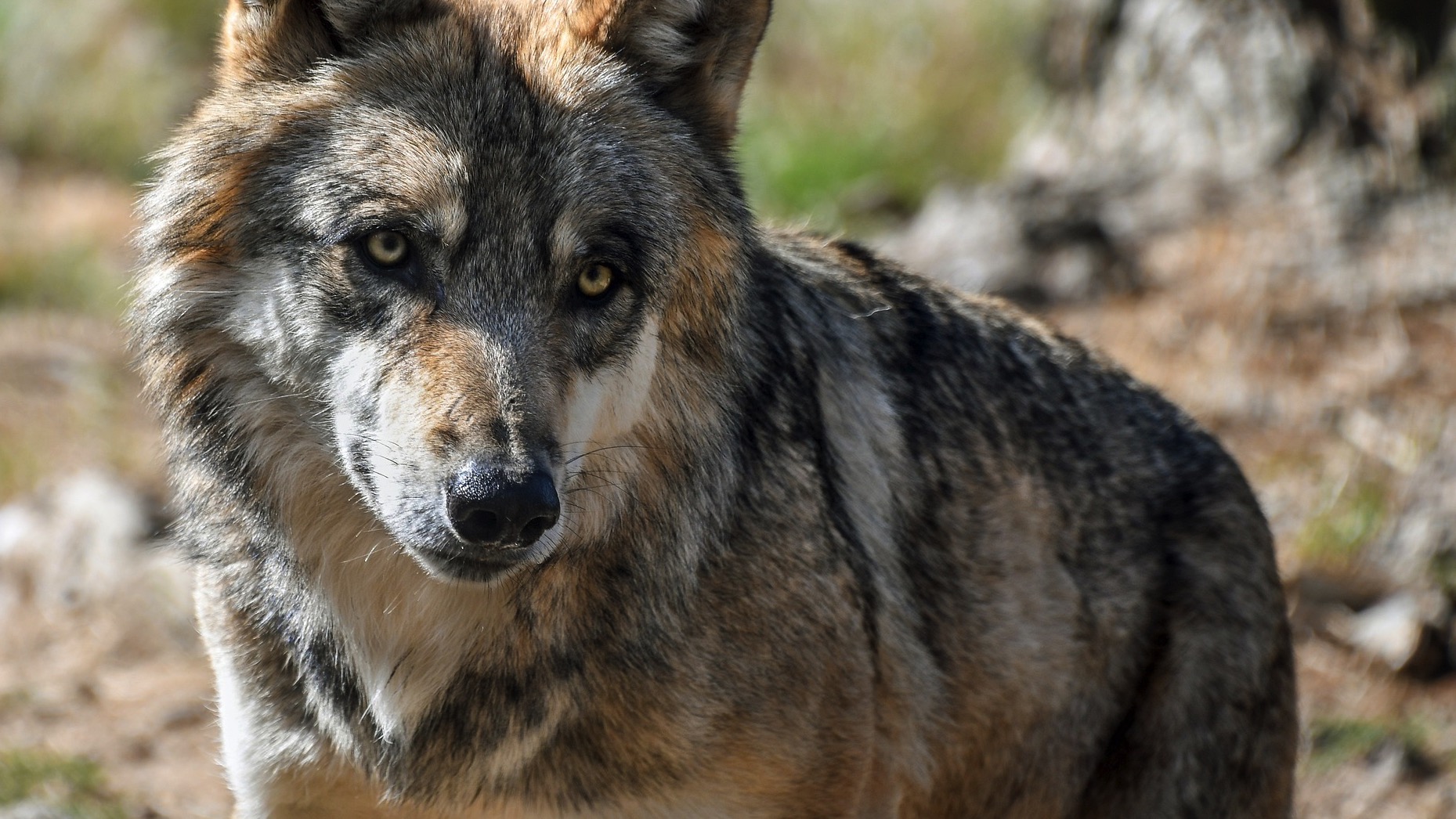 Une louve de Pairi Daiza a réussi à s'échapper de son enclos pendant quelques heures
