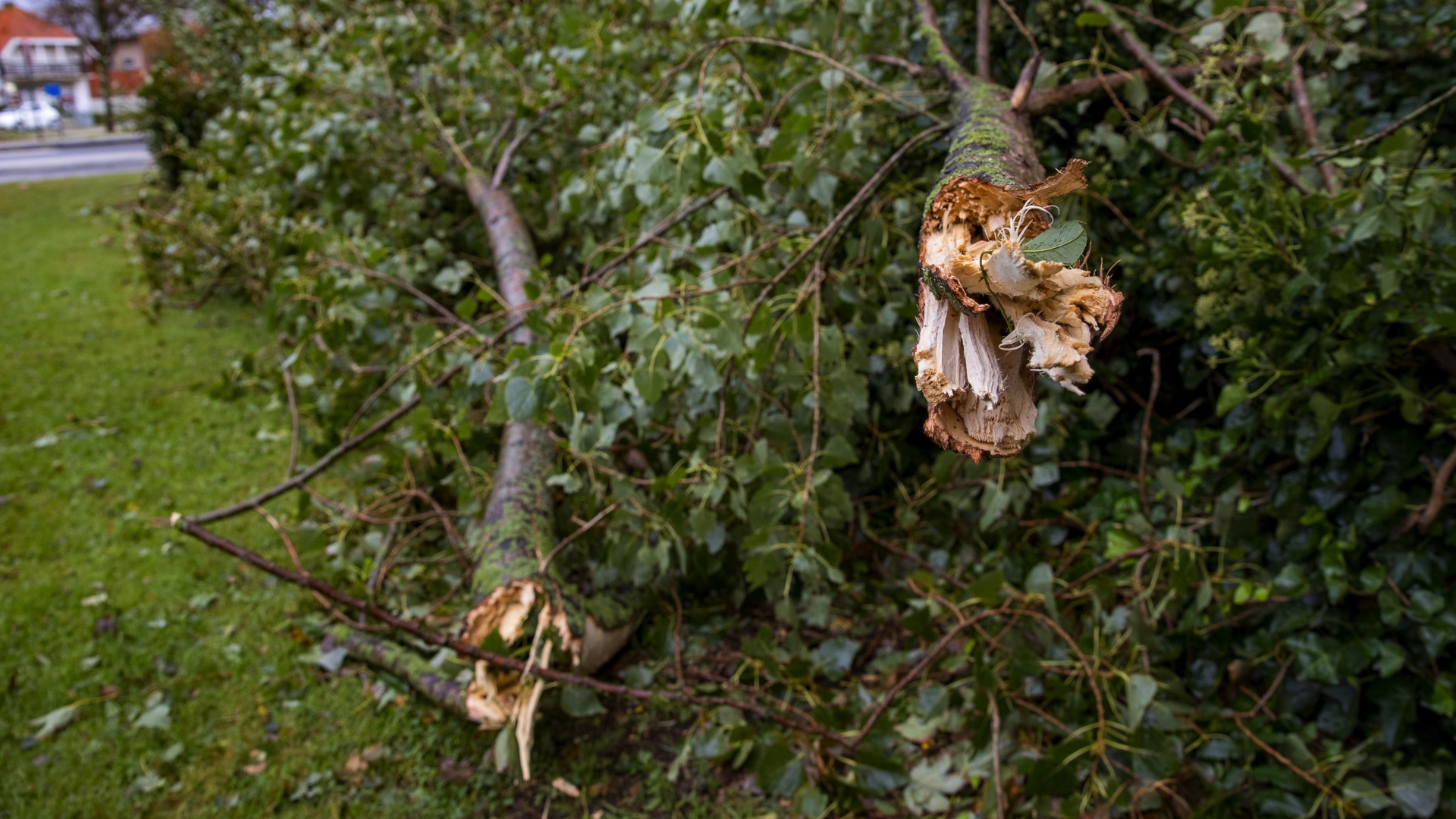 Tempête Odette : les pompiers sont intervenus à 71 reprises sur le territoire de la Wallonie picarde