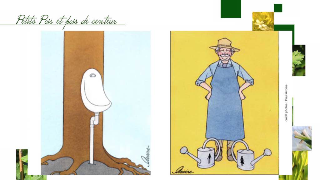 L'urine au jardin, cet "or liquide"