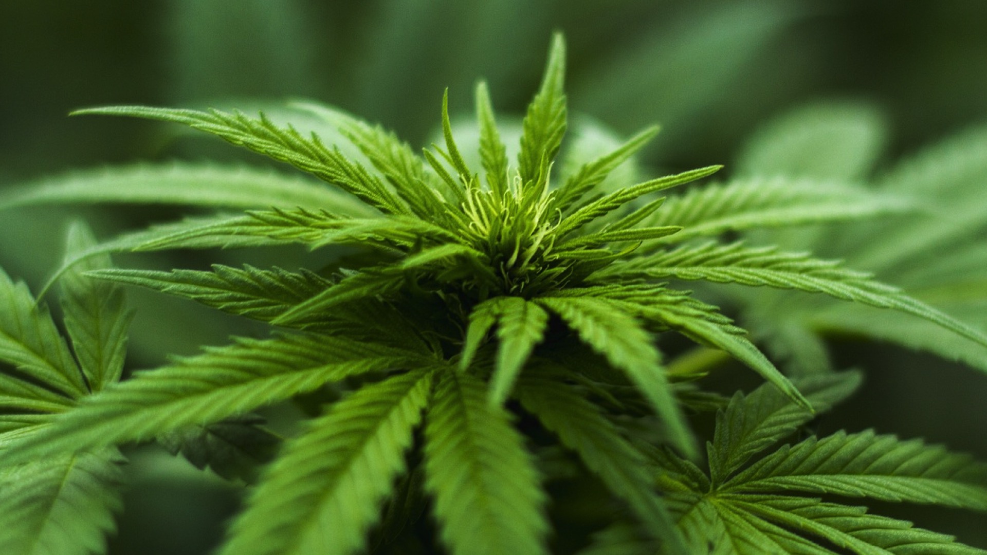 2016 plants de cannabis saisis et détruits à Deux-Acren