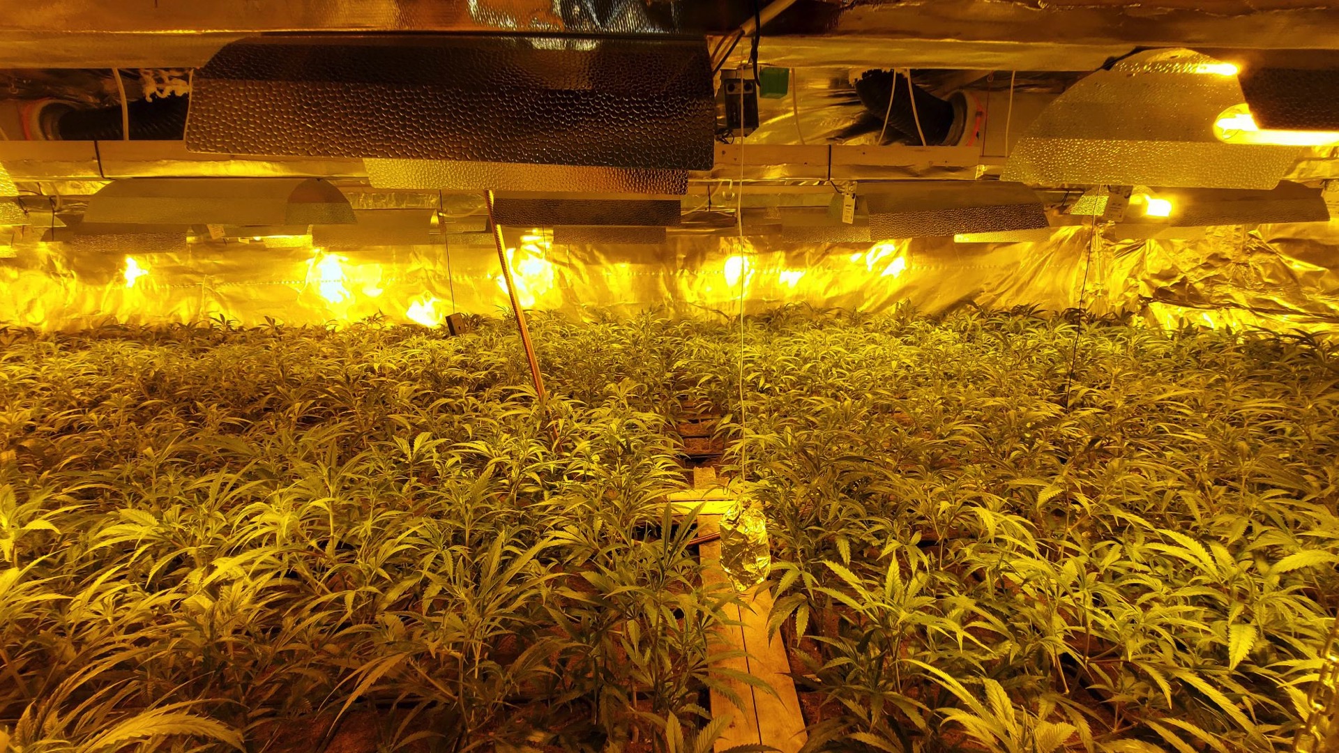 Chièvres : 700 plants de cannabis découverts par la zone de police Sylle et Dendre