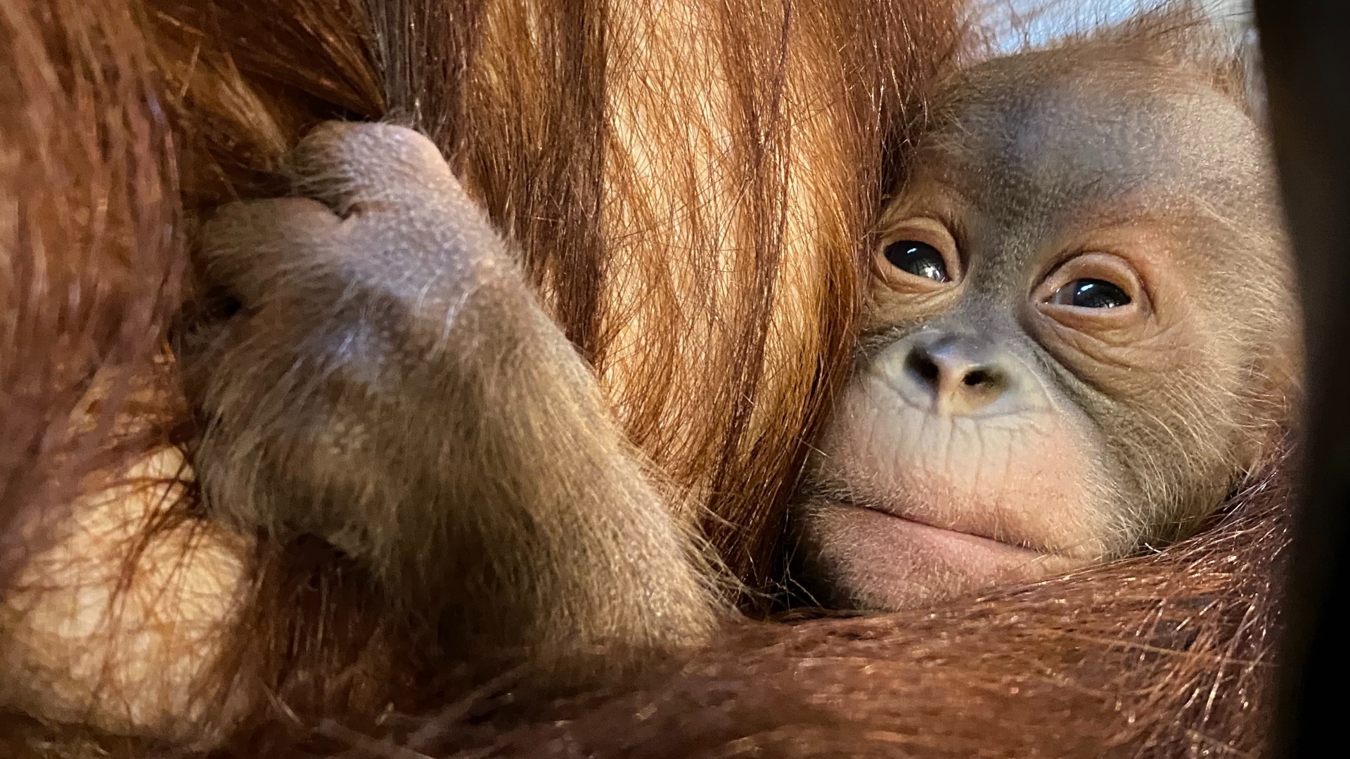 Carnet rose à Pairi Daiza : naissance d'un orang-outan