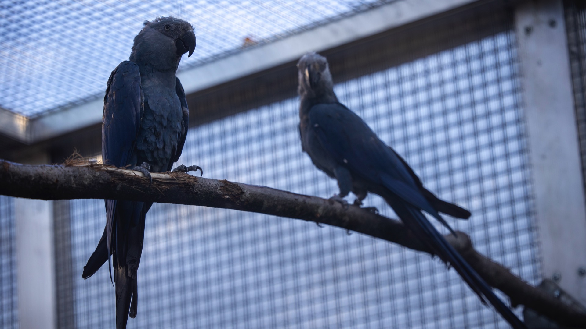 Pairi Daiza : 14 Aras de Spix supplémentaires ont rejoint le centre de conservation des oiseaux menacés