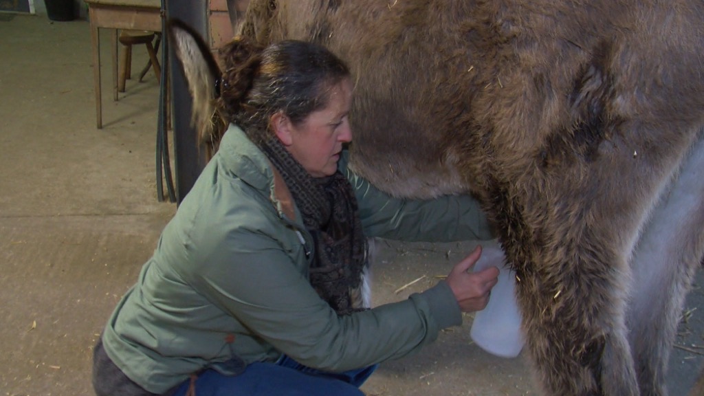 Frasnes : le lait d'ânesse, véritable élixir de jeunesse