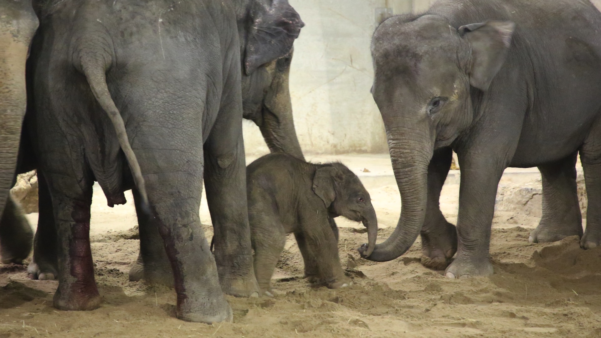 Un éléphanteau d’Asie est né à Pairi Daiza