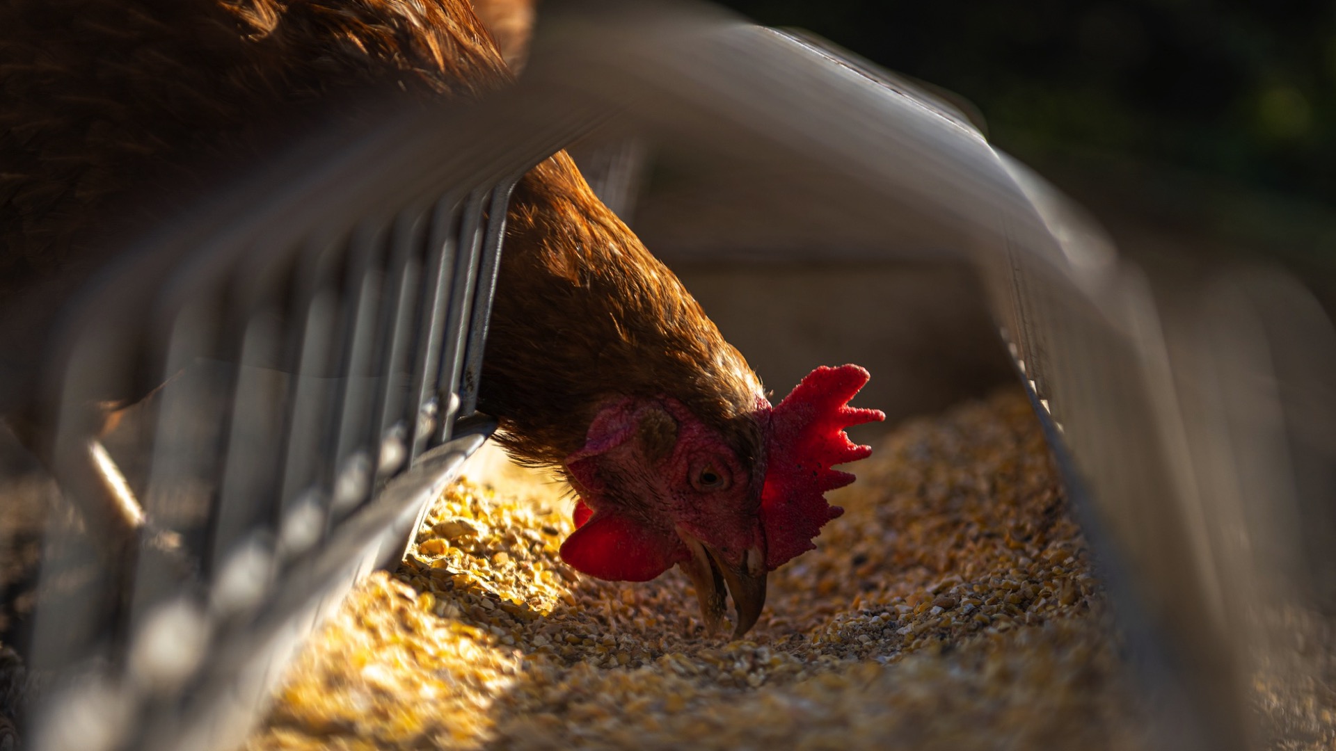 Grippe aviaire à Menin : les mesures de restriction supplémentaires sont levées