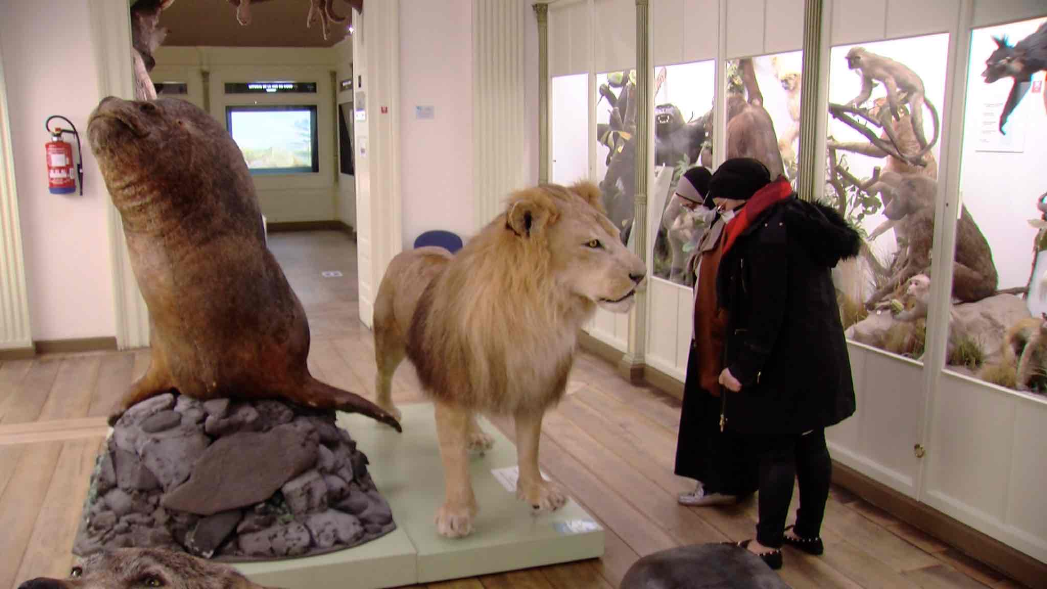 Le musée d'histoire naturelle de Tournai davantage accessible aux personnes à mobilité réduite