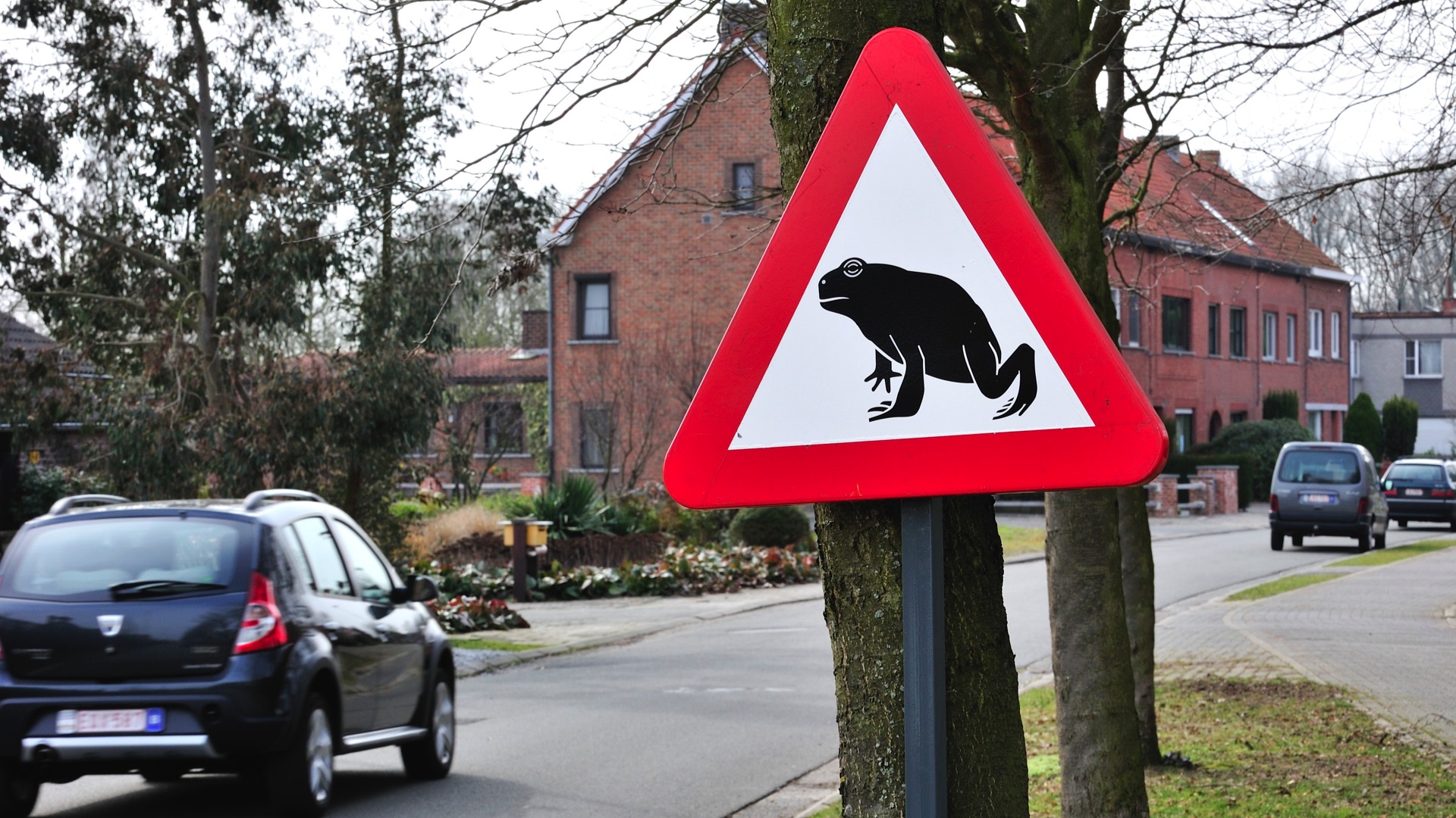Les batraciens bientôt de retour sur les routes : levez le pied à l'approche de ce panneau