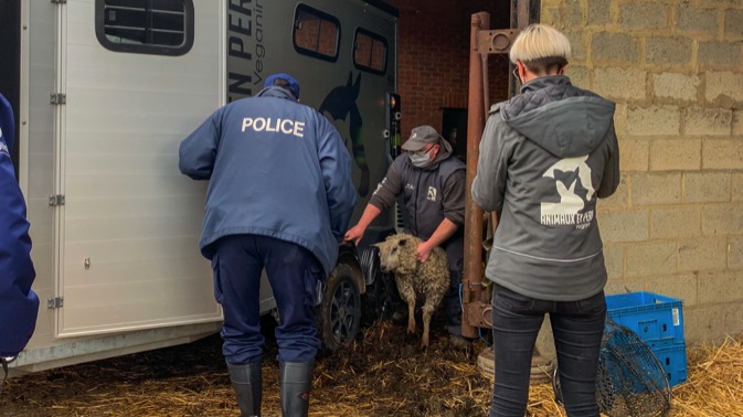 70 animaux maltraités saisis à Lessines par l'association «Animaux en Péril»