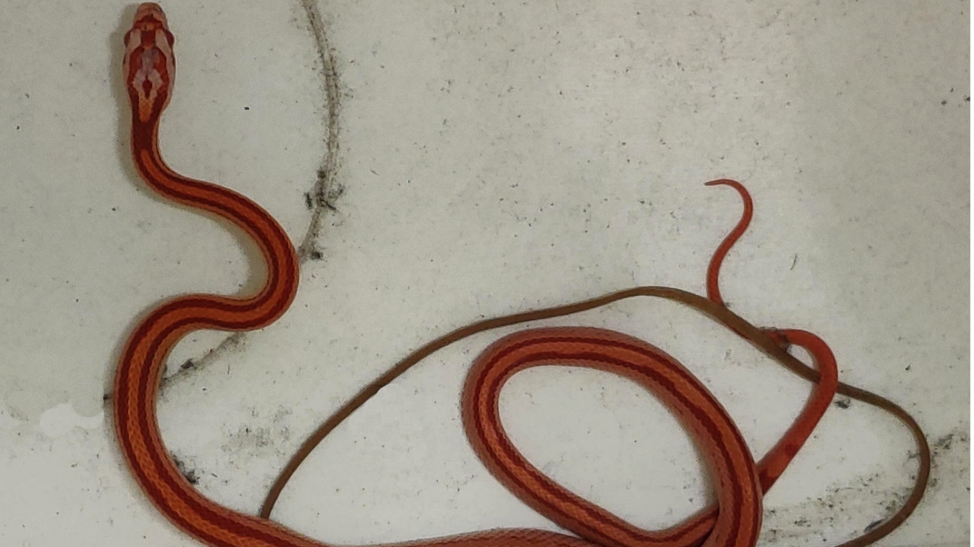 Tournai : un serpent retrouvé dans des bureaux du centre-ville