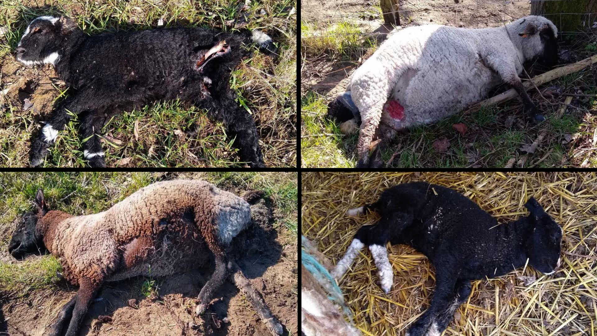 9 cadavres de moutons retrouvés dans une prairie à Flobecq : le propriétaire ne venait plus nourrir ses animaux