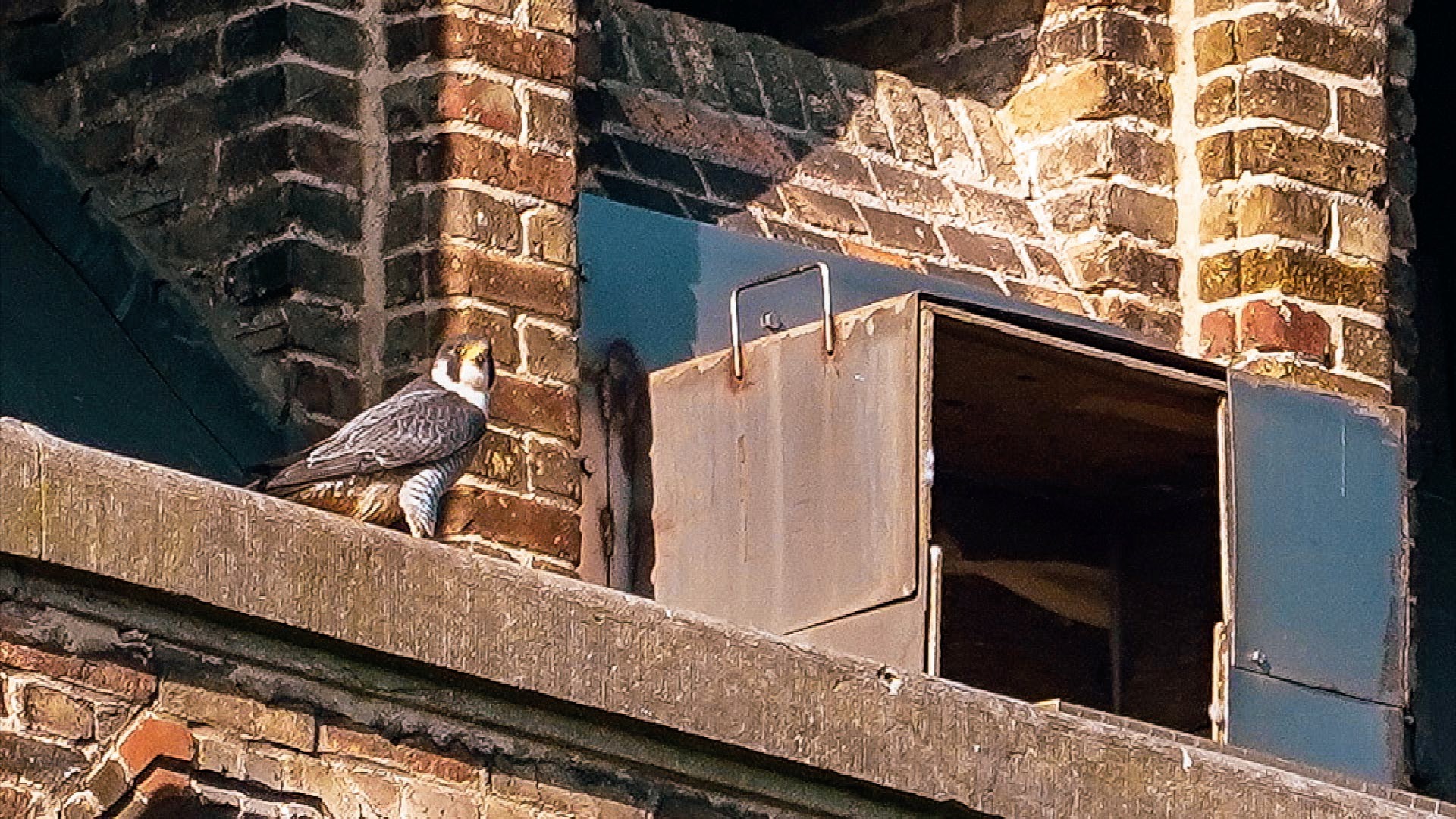 Les faucons pèlerins sont de retour à Warneton