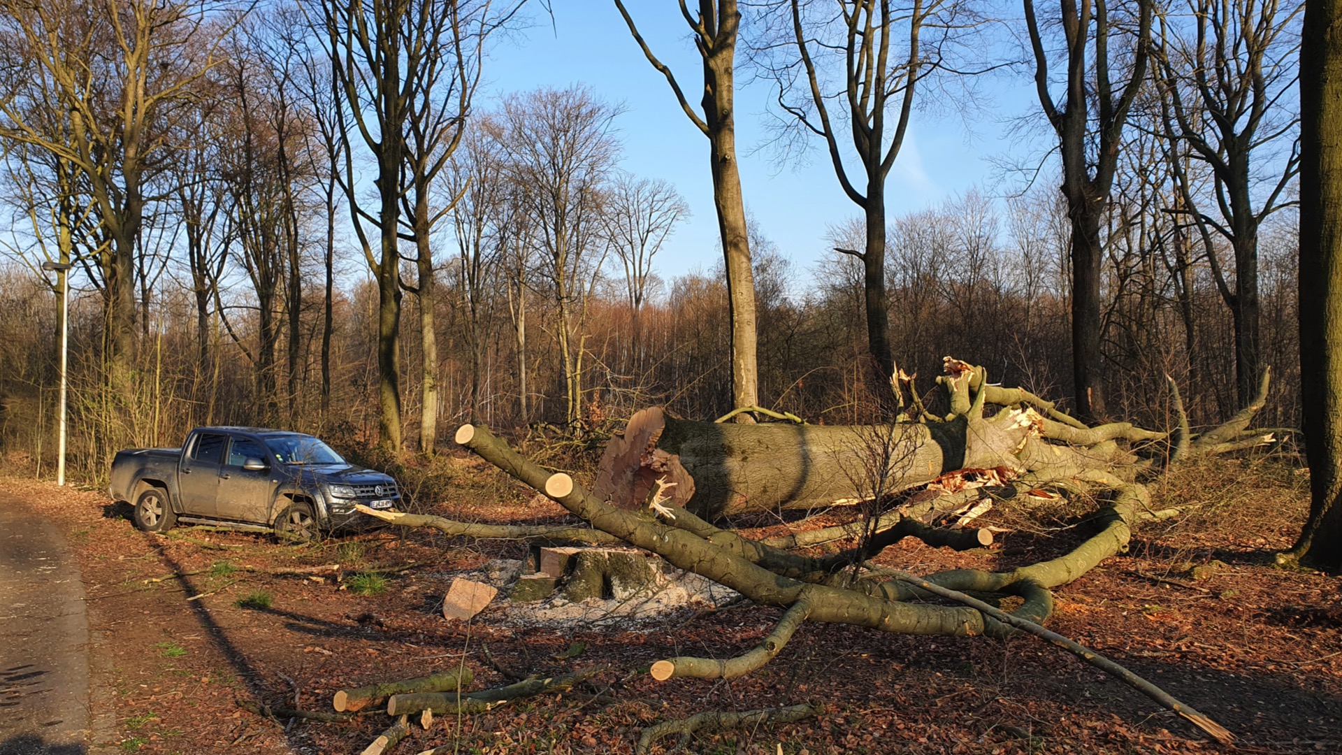 Accident mortel dans la forêt de Bon-Secours : un bûcheron a perdu la vie