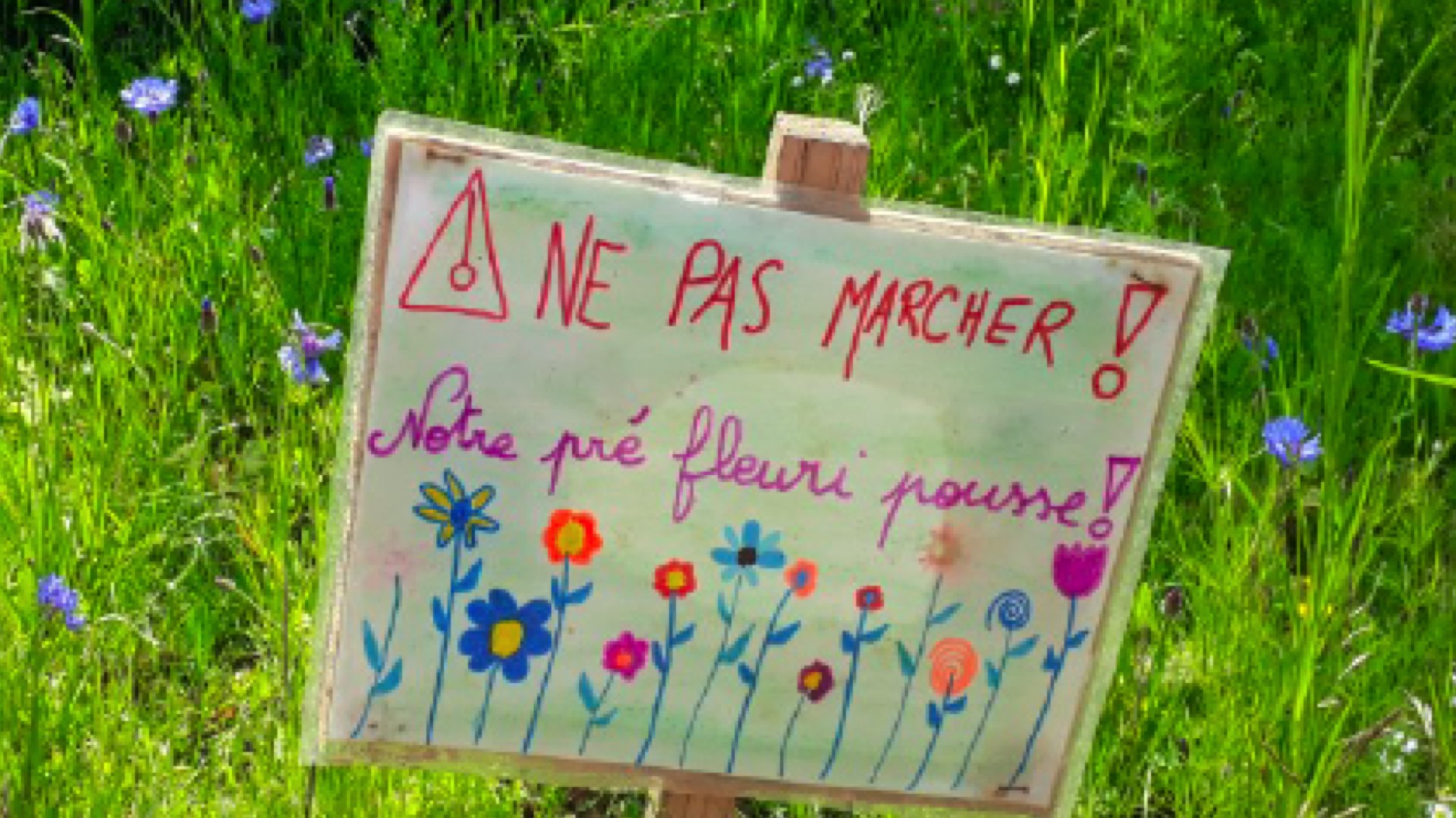 La Wallonie lance la 4ème édition du projet «Ose le vert, recrée ta cour»