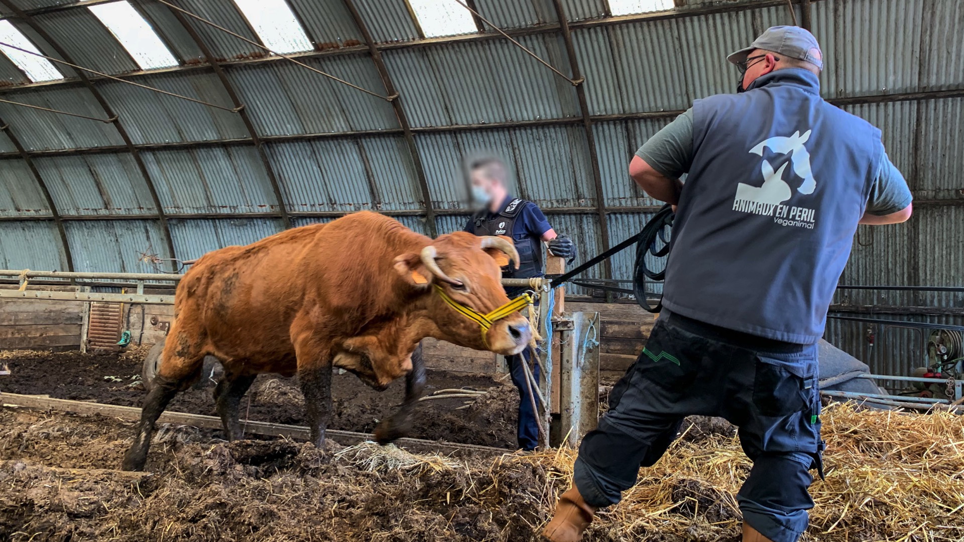 Frasnes : l'association «Animaux en Péril» intervient pour prendre en charge des bovins maltraités