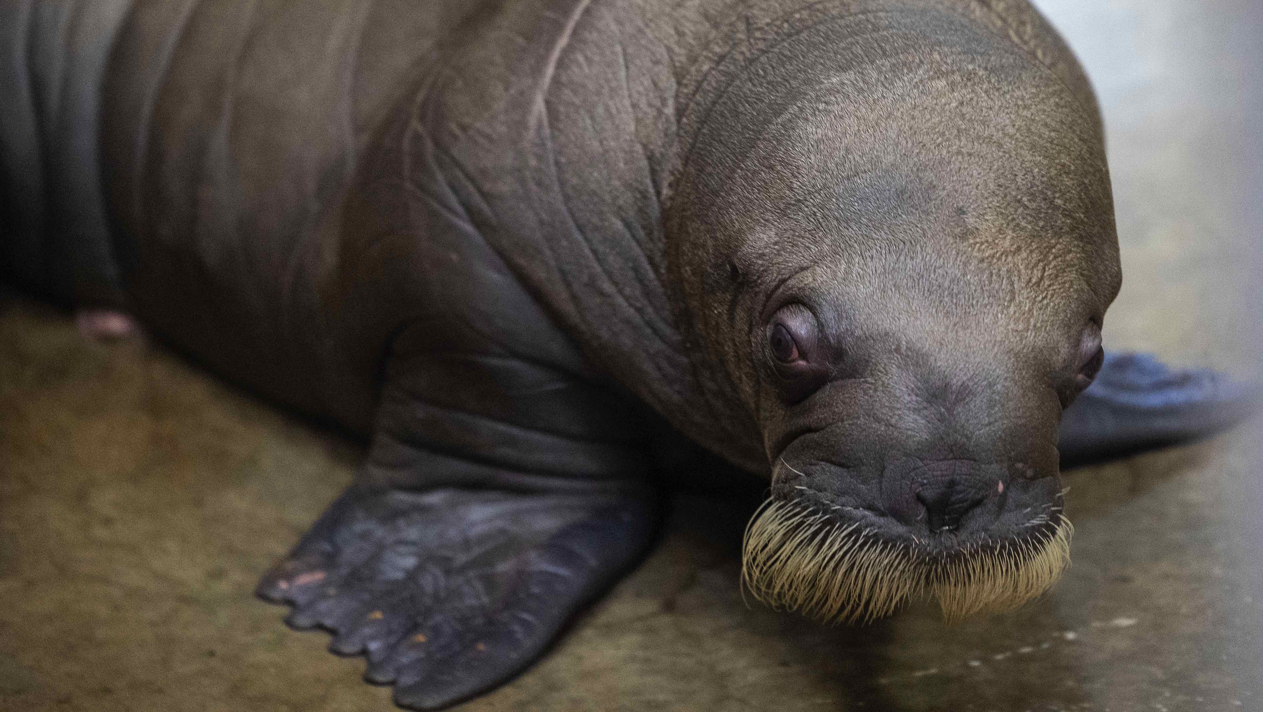 Carnet rose à Pairi Daiza : un bébé morse mâle est né au sein du parc