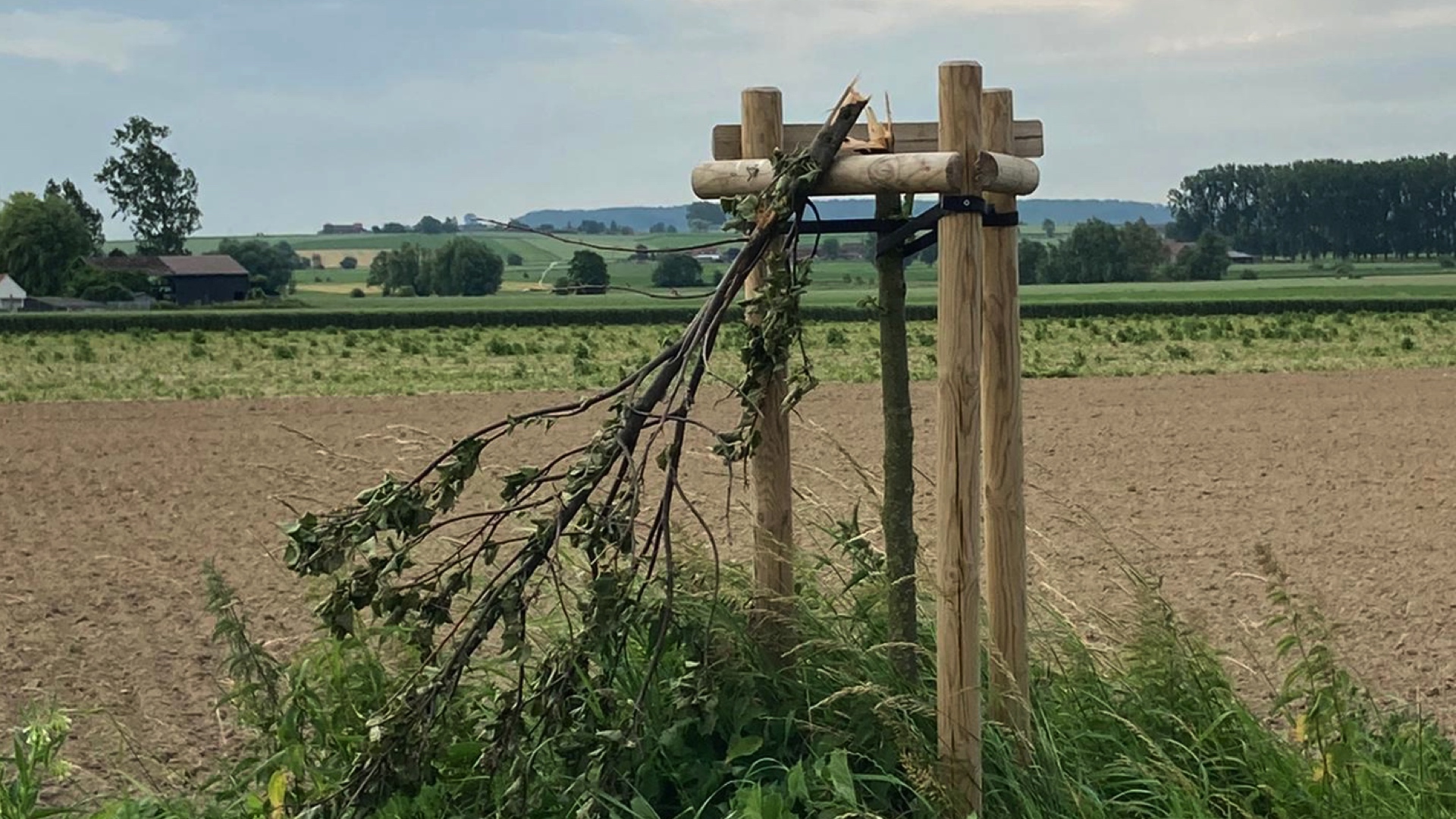 Des jeunes arbres cassés pour la deuxième fois à Arc